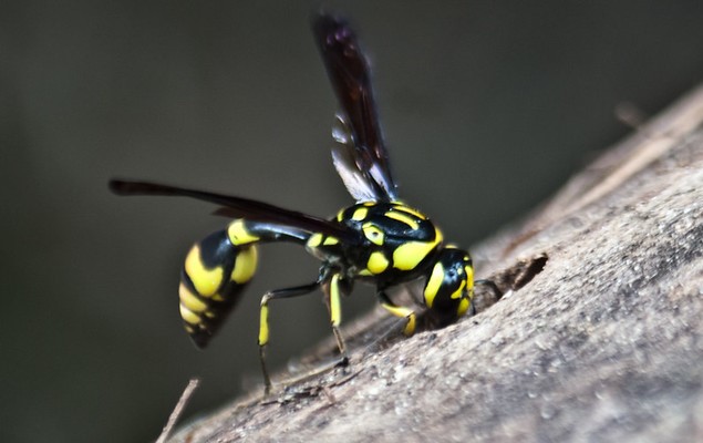 Pareumenes quadrispinosus acutus